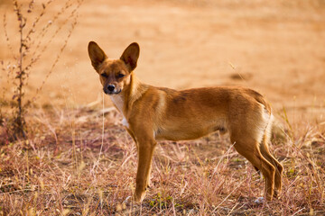 portrait with a beautiful dog in a field