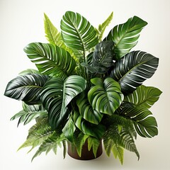 Tropical Plant , Hd , On White Background 