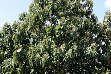 Detail of paulownia fruit in autumn in the garden.