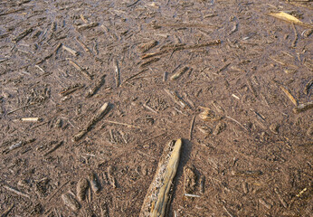 wooden debris  on the surface of a lake following severe floods