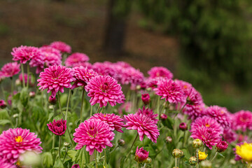 Beautiful chrysanthemum bushes yellow, red, white, pink, red colors