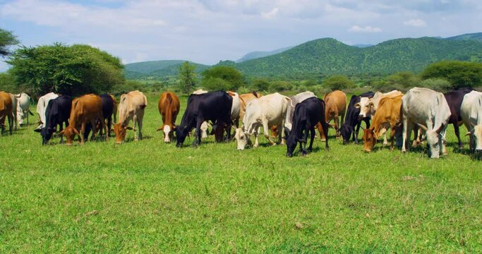 A steady shot of many colored cows grazing in a wide grassy field.