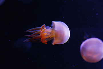 underwater photography of beautiful flame jellyfish rhopilema esculentum