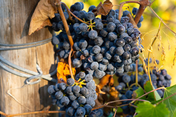 Malbec grapes in the vineyard.