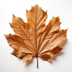 Obraz premium Wood Leaf, Hd , On White Background 