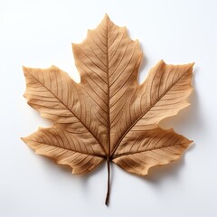 Wood Leaf, Hd , On White Background 