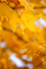 yellow autumn leaves