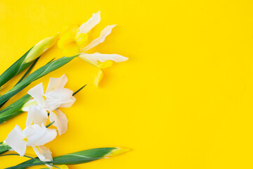 Irises flowers on bright yellow spring background, 8 march day festive background with copy space