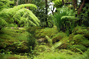 Group of trees grow in the tropical garden with moss on the rocks