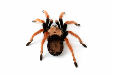 Brachypelma boehmei also known as the Mexican Fireleg, or the Mexican Rustleg Tarantula is a tarantula native to Mexico.