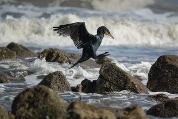 cormorant (Phalacrocorax carbo) UK coast 