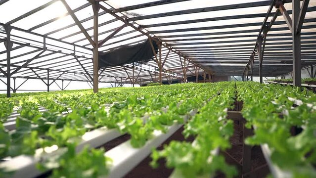 A side view pan of a hydroponic greenhouse, showcasing an innovative method of soilless agriculture for efficient plant cultivation.