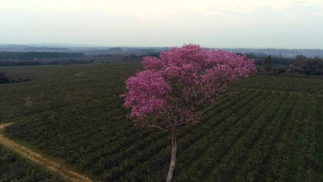 Pink lapacho tree, showcasing its unmatched and unique natural charm in the South American landscape.