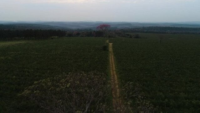 Pink lapacho tree and Yerba mate plantation.