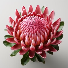 Beautiful Protea Flower, Hd , On White Background 