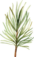 Childishly drawn cute watercolor Christmas pine cones on white background