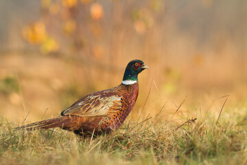 Bird Common pheasant Phasianus colchius Ring-necked pheasant in natural habitat