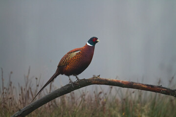 Bird Common pheasant Phasianus colchius Ring-necked pheasant in natural habitat