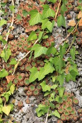 Green sprouts of Sempervivum in the form of roses on stones