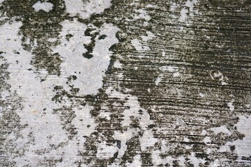 texture of a tree bark.