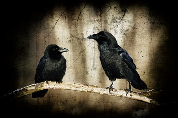 beautiful raven Corvus corax sitting on the branch North Poland Europe, old vintage filters