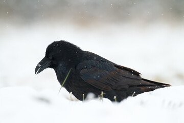 Bird Common Raven Corvus corax, dark style big black scary bird