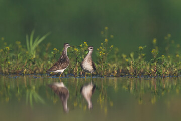 Shorebirds - Wood Sandpiper Tringa glareola, wildlife Poland Europe