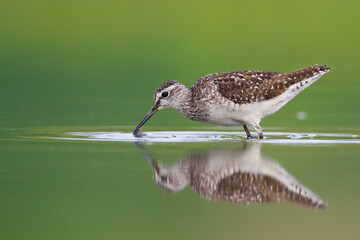 Shorebirds - Wood Sandpiper Tringa glareola, wildlife Poland Europe