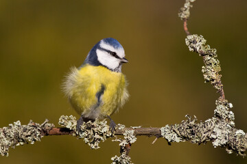 Obraz premium Bird - Blue Tit Cyanistes caeruleus perched on tree