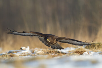 landing Common buzzard Buteo buteo in the fields in winter snow, buzzards in natural habitat, hawk...