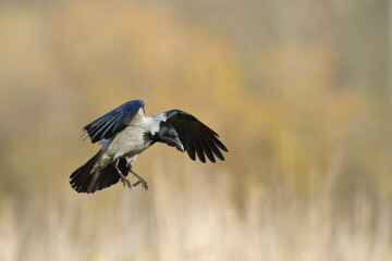 flying Bird - Hooded crow Corvus cornix in amazing warm background Poland Europe