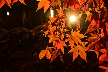 秋の紅葉／もみじ
