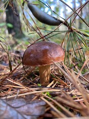mushroom in the forest