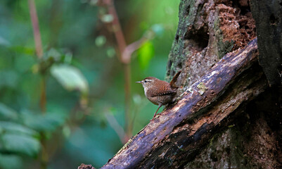 Wren on a log in the woods