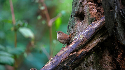 Wren on a log in the woods