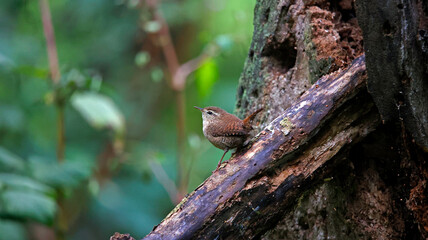 Obraz premium Wren on a log in the woods