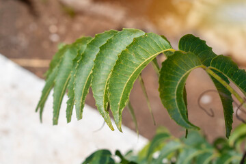Azadirachta indica - A branch of neem tree leaves. Natural Medicine, neem tree- natural medicine