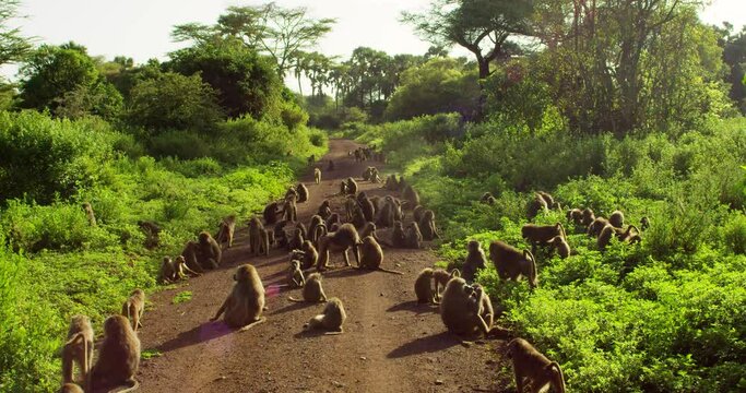 A large group of African baboon monkeys resting in the sun.