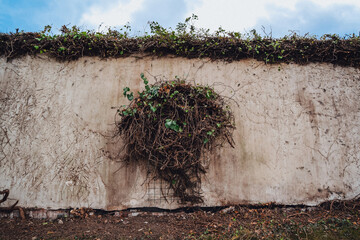 A hedge on a wall in the center of Prague II, Czech Republic