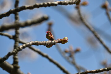桜の蕾／つぼみ