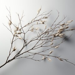 Fototapeta na wymiar Heap Delicate Plant, Hd , On White Background 