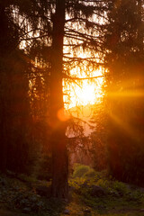 Forest under the sunset sun. rays passing through autumn coniferous forest at dawn or sunrise.