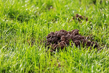 The mole turns the soil in the garden.

