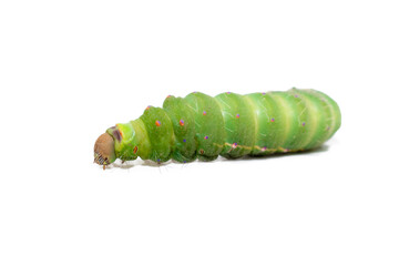 Antheraea mylitta, Tussar silkworm, Vanya silkworm isolated on white background