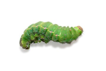 Antheraea mylitta, Tussar silkworm, Vanya silkworm isolated on white background