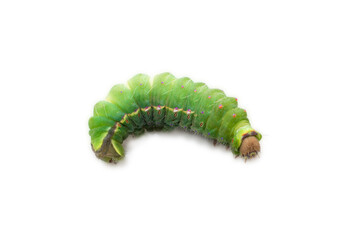 Fototapeta premium Antheraea mylitta, Tussar silkworm, Vanya silkworm isolated on white background