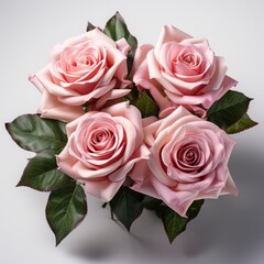 Pink Roses With Leaves, Hd , On White Background 