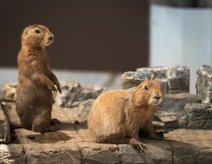 Adorable black-tailed prairie dogs (Cynomys ludovicianus) on top of wooden blocks