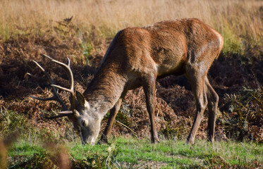 Naklejka na ściany i meble A red deer stag in the UK
