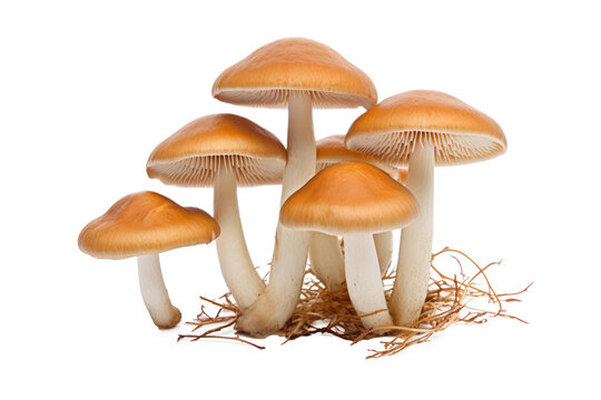 Inocybe mushrooms